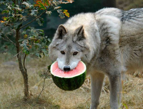 Funny-Wolf-Eating-Watermelon